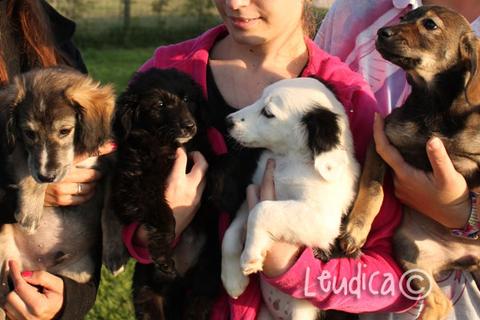 Quattro cuccioli